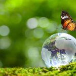 Niedziela św. Franciszka obchodzona po raz czwarty