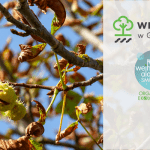 Po co komu liście w ogrodzie?