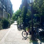 Znaczenie drzew w przestrzeni miejskiej – realne korzyści dla mieszkańców