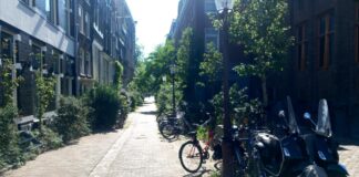 Znaczenie drzew w przestrzeni miejskiej – realne korzyści dla mieszkańców